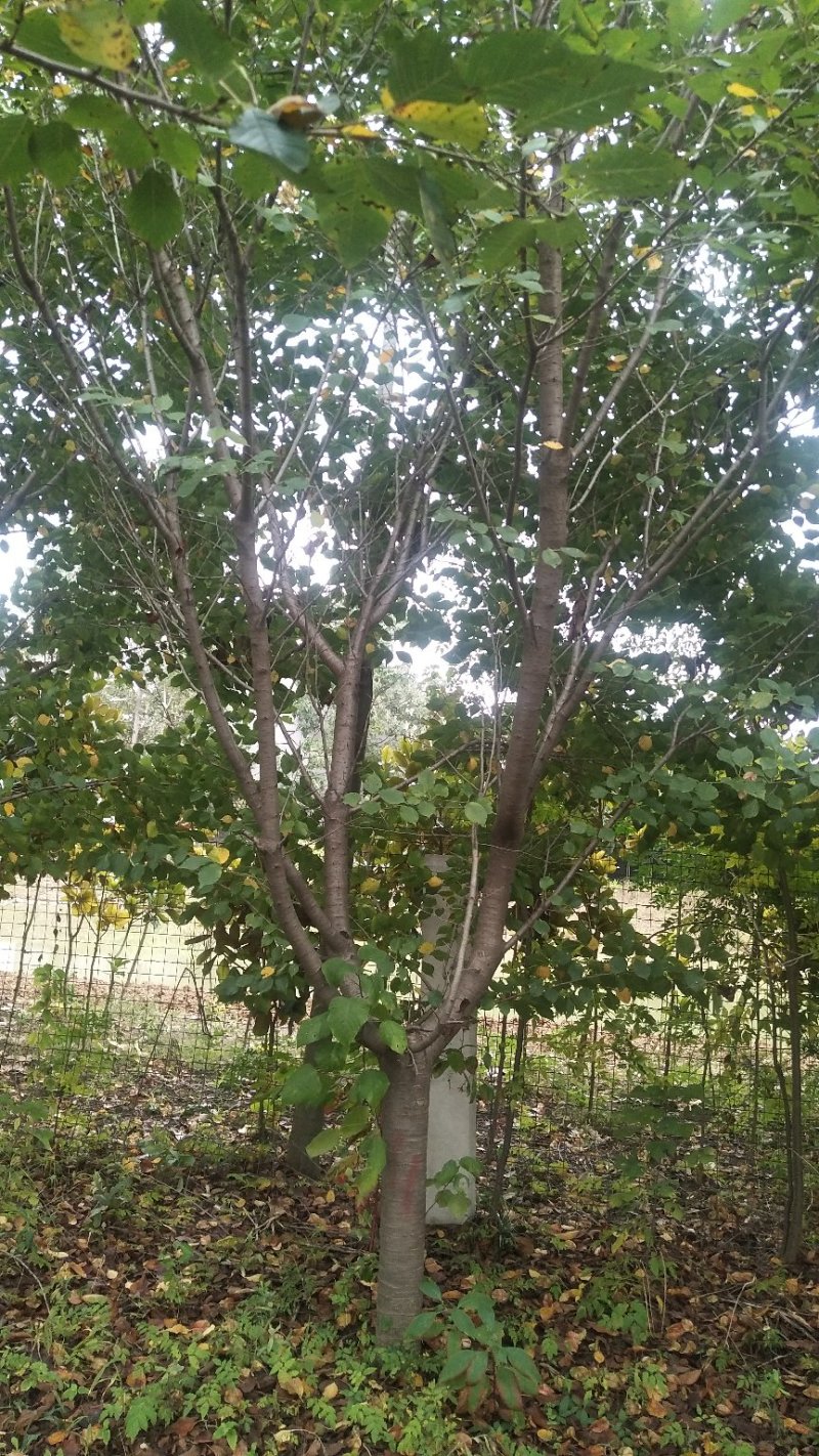 鄢陵直销全国早樱樱花3到20公分精品树形