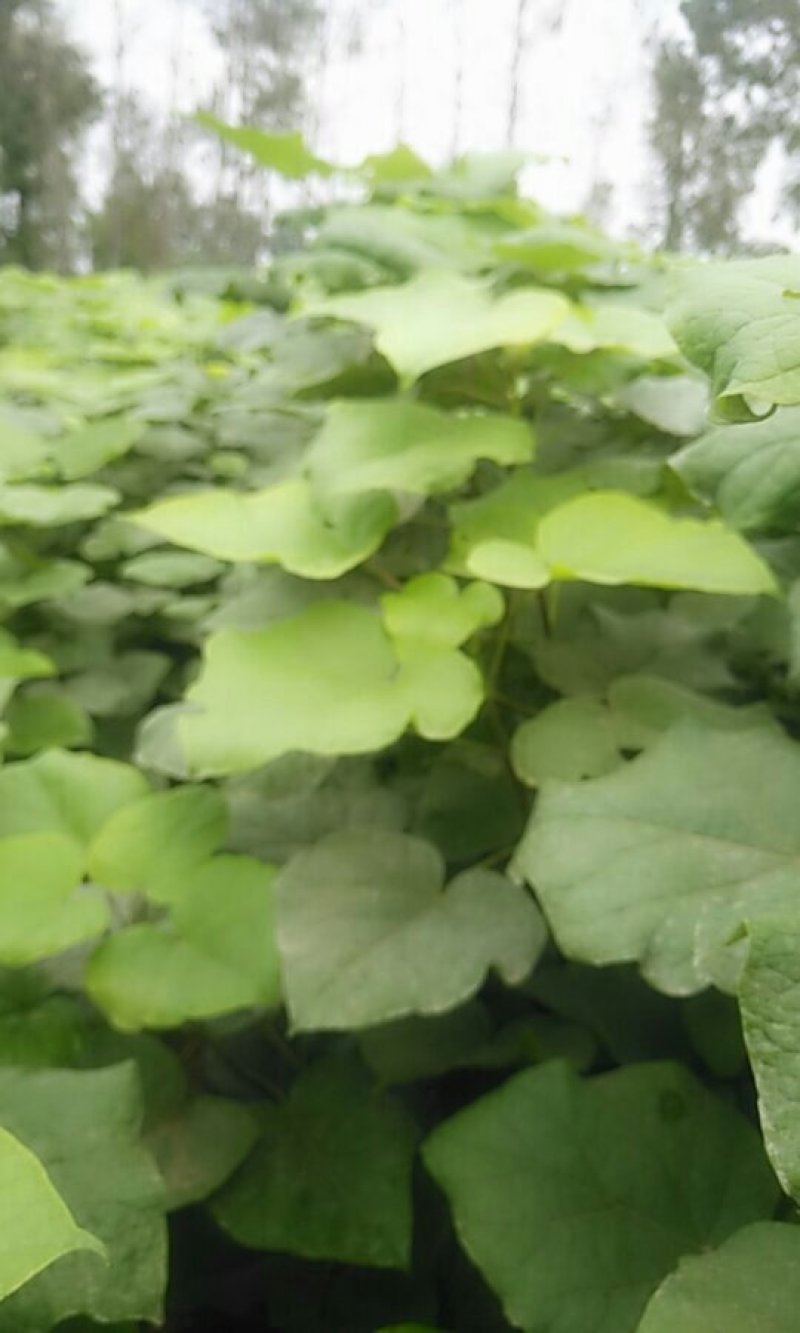 梓树苗，今年的梓树开始预订中