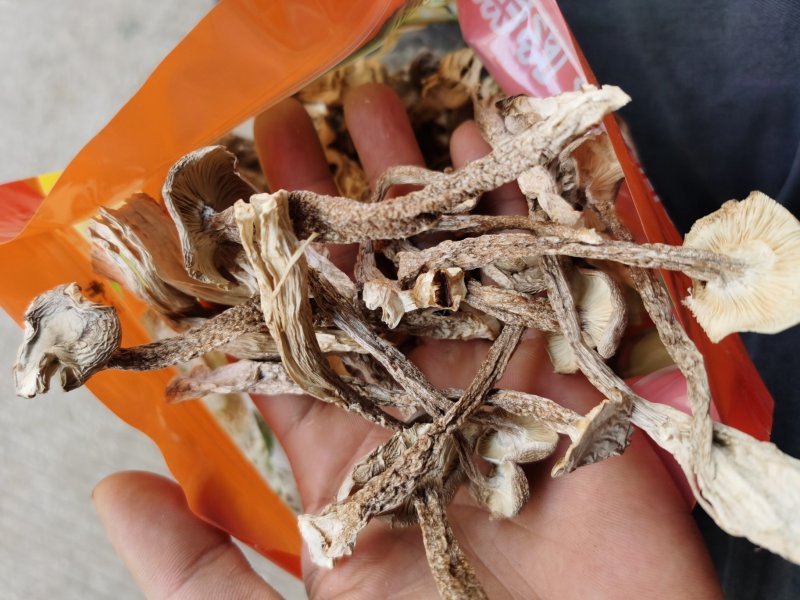 来自深山的野味鹿茸菇菌子云南野生菌子