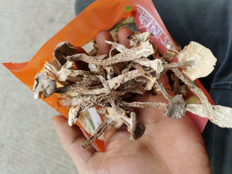 来自深山的野味鹿茸菇菌子云南野生菌子