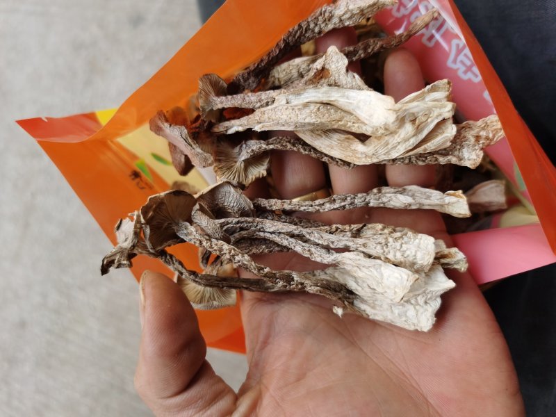 来自深山的野味鹿茸菇菌子云南野生菌子