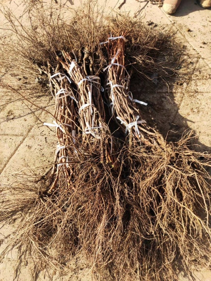 挂树一个月的品种克伦生葡萄苗货量充足产地直发