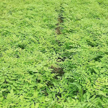 刺嫩芽苗