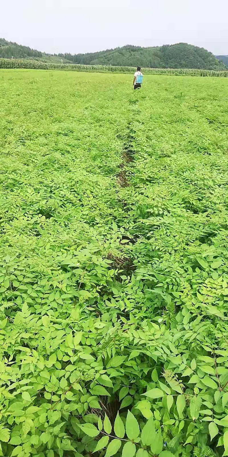 刺嫩芽苗