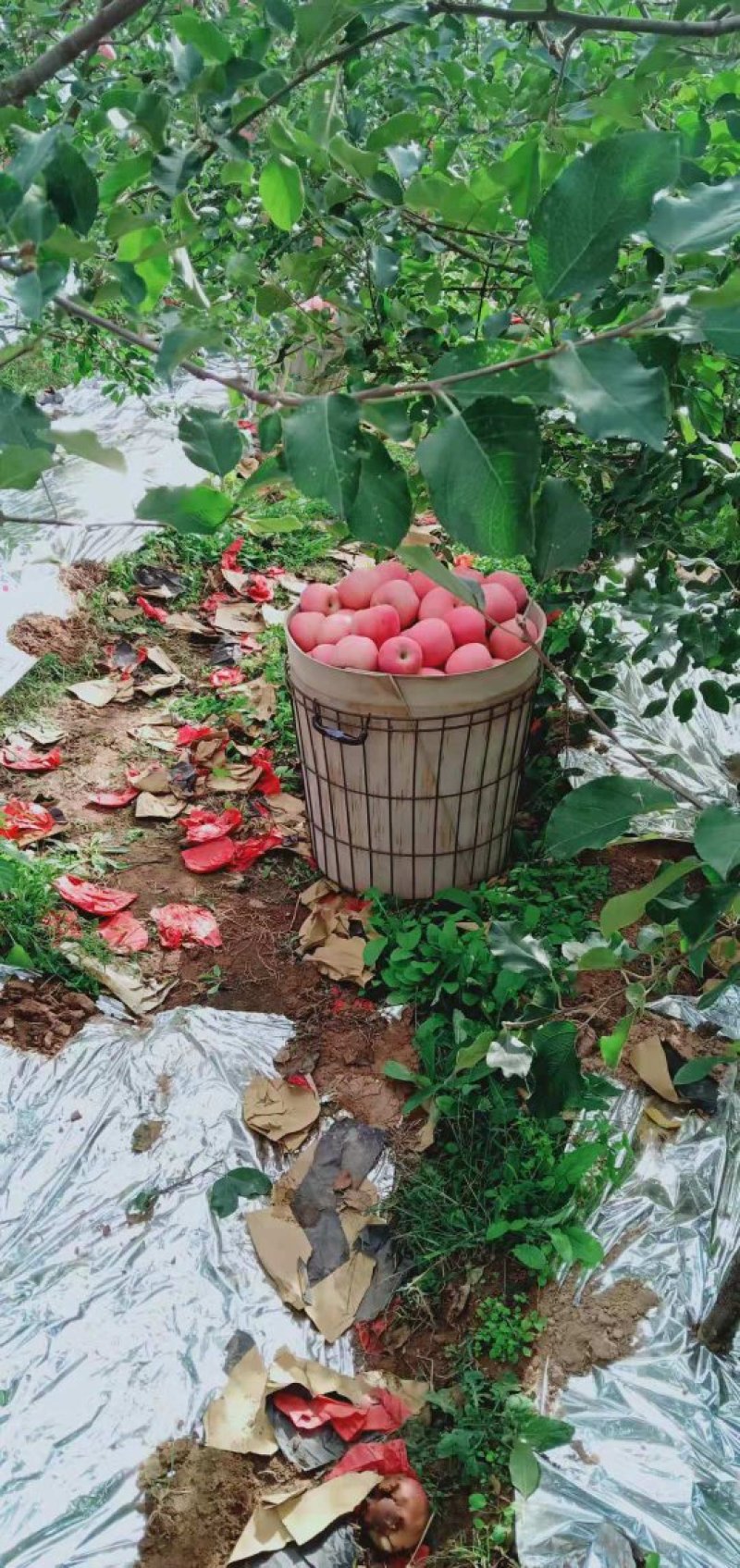 红富士苹果全红一级，正宗栖霞苹果，纸袋苹果