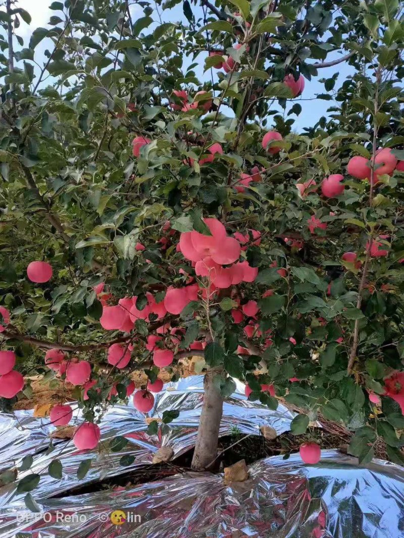 红富士苹果全红一级，正宗栖霞苹果，纸袋苹果