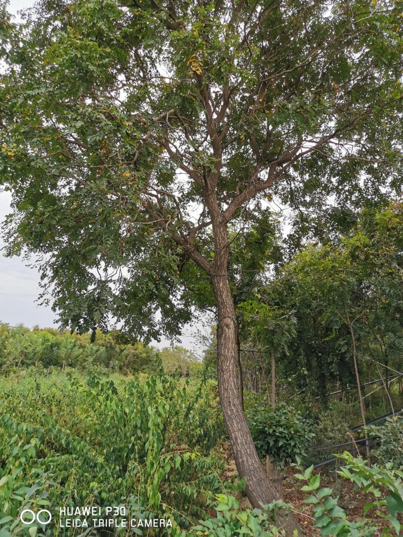 栾树