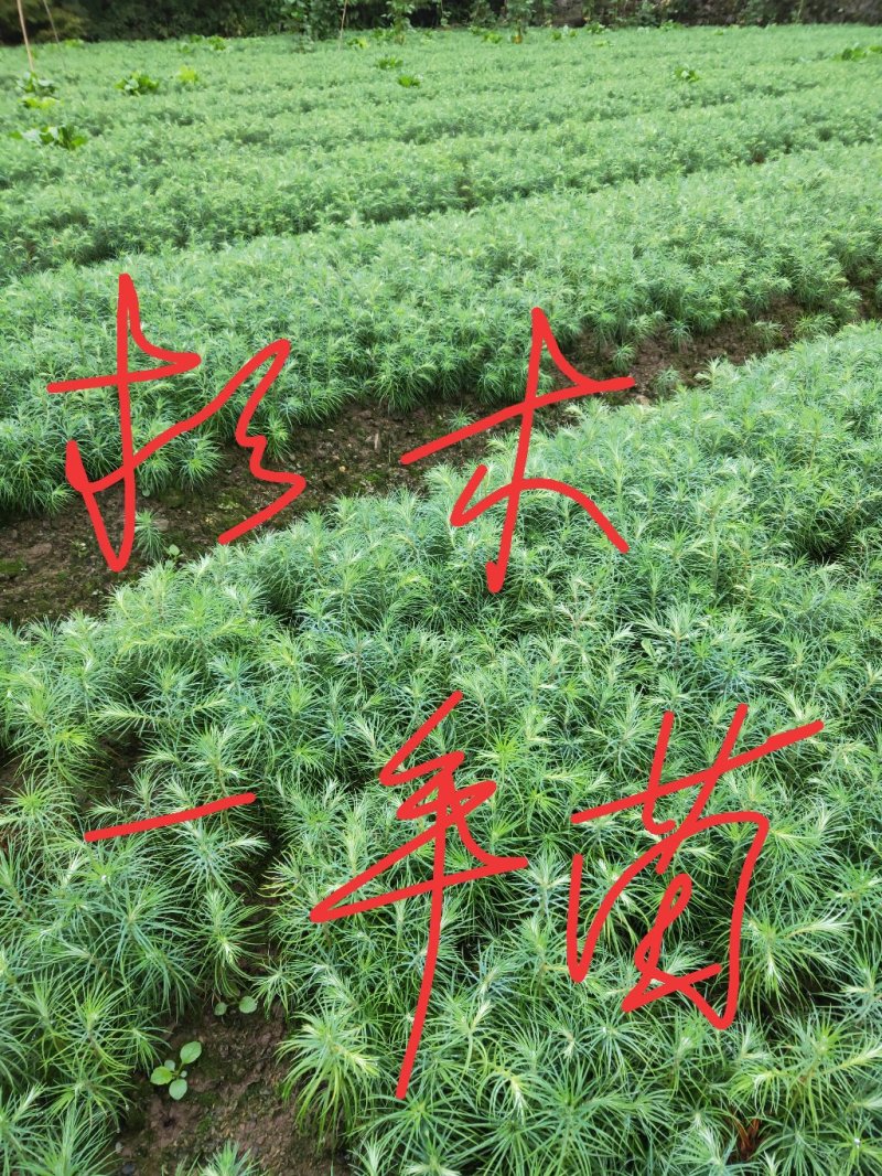 杉木苗，杉木种子，杉木苗高品质低价格产地直销一手