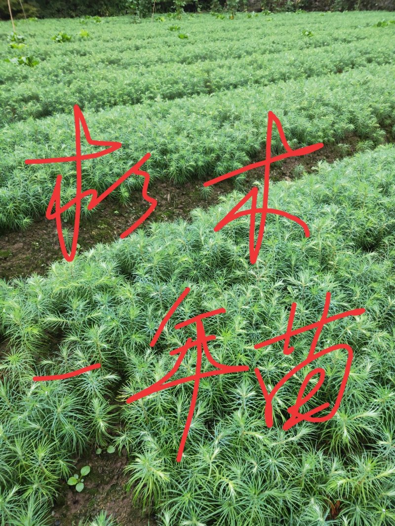 杉木苗，杉木种子，杉木苗高品质低价格产地直销一手
