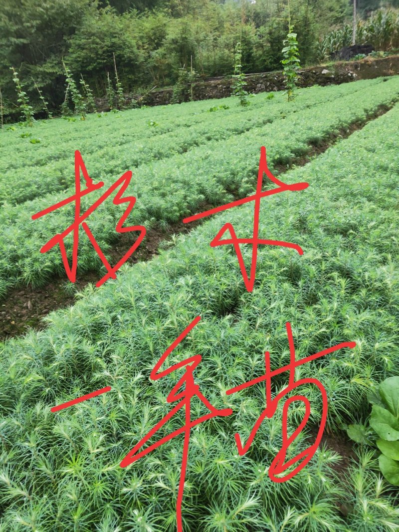 杉木苗，杉木种子，杉木苗高品质低价格产地直销一手