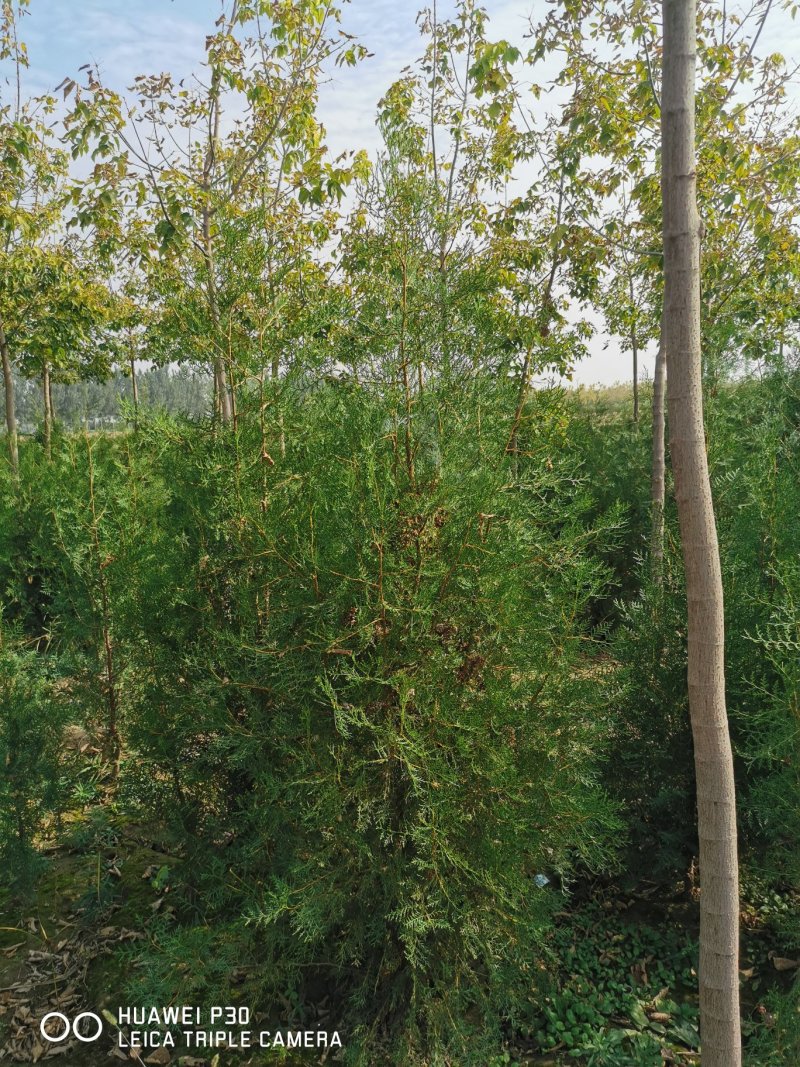 侧柏