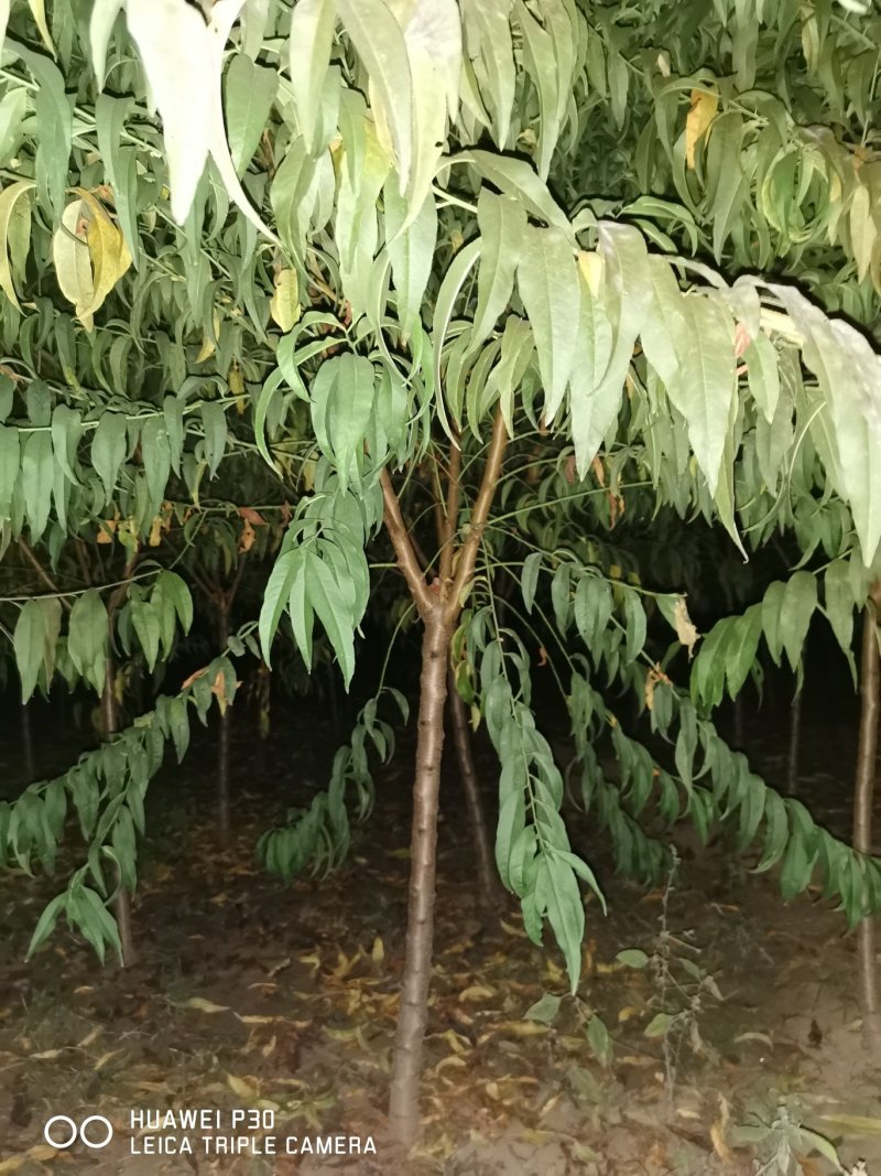 红叶碧桃