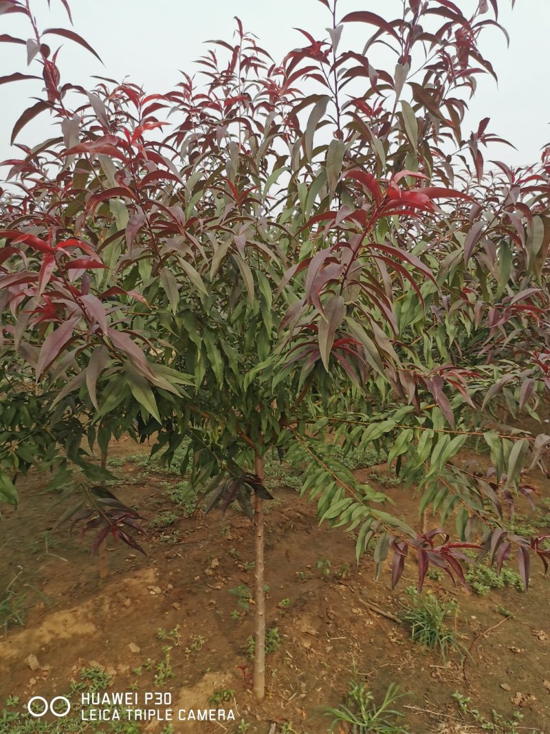红叶碧桃