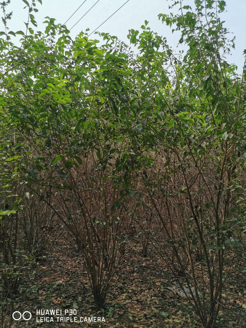 金银木