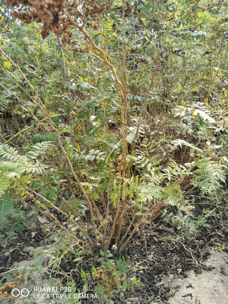 珍珠梅