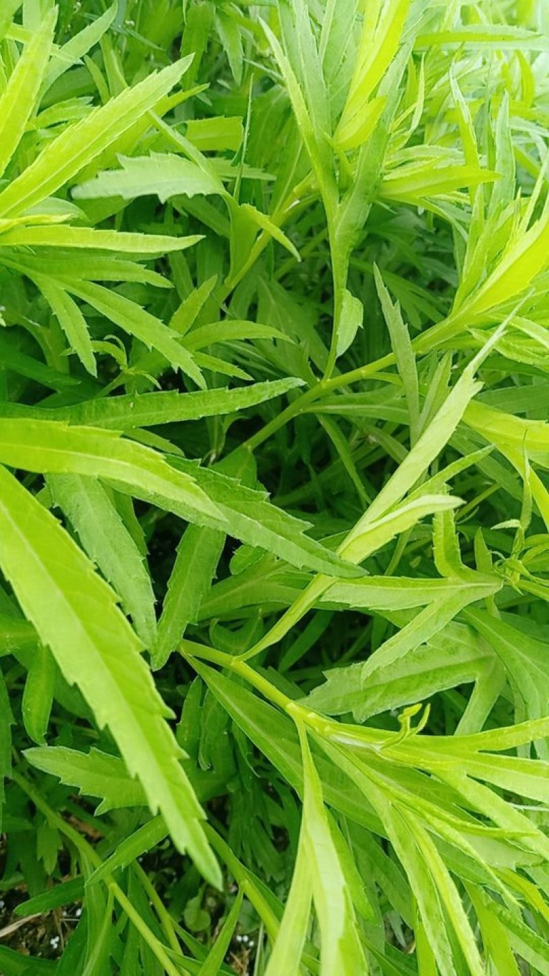 泥蒿
