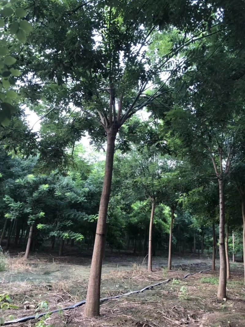 国槐