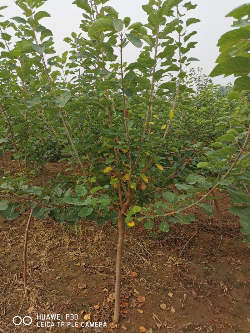 1-15公分黄栌定植苗