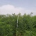 【现挖】国槐苗，山西国槐苗，精品国槐苗量大质优全国供应
