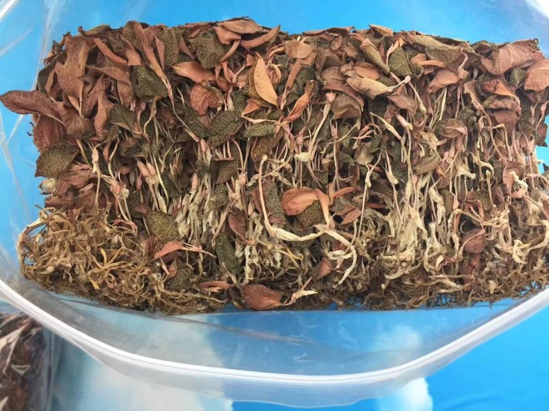 金线莲干品整株无杂质干货