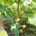 自家苗圃种植，波姬红无花果树，品质保证，量大从优