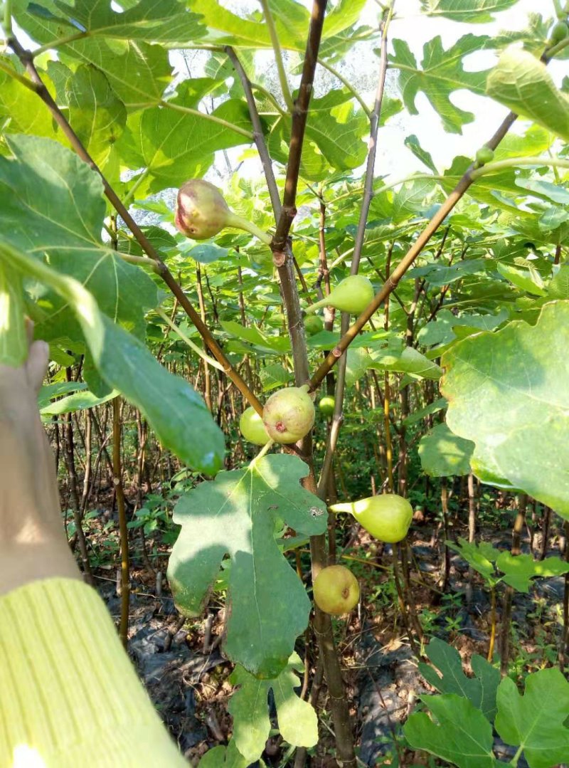 自家苗圃种植，波姬红无花果树，品质保证，量大从优
