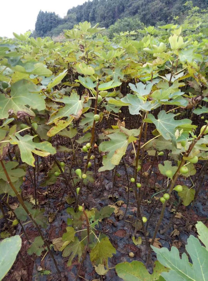 自家苗圃种植，波姬红无花果树，品质保证，量大从优