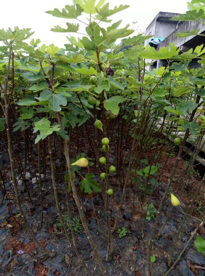 自家苗圃种植，波姬红无花果树，品质保证，量大从优