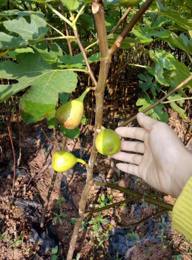 自家苗圃种植，波姬红无花果树，品质保证，量大从优