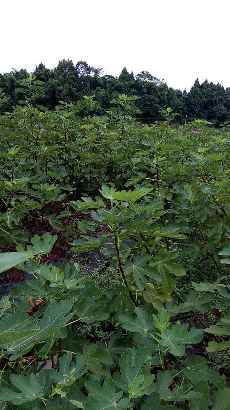 自家苗圃种植，波姬红无花果树，品质保证，量大从优