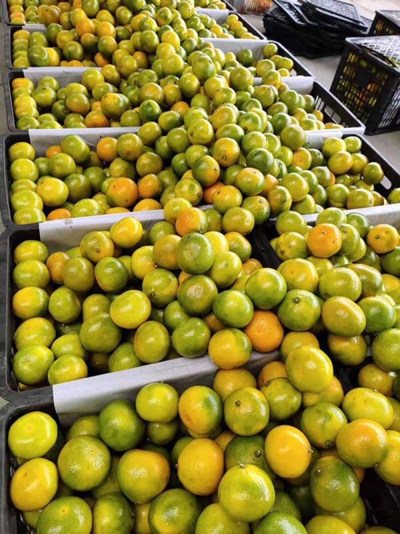蜜橘湖北柑橘之乡产地优势地理位置优越交通运输