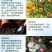 流体硼聚合硼酸钠液体硼水剂糖醇硼肥保花保果促进花芽分化