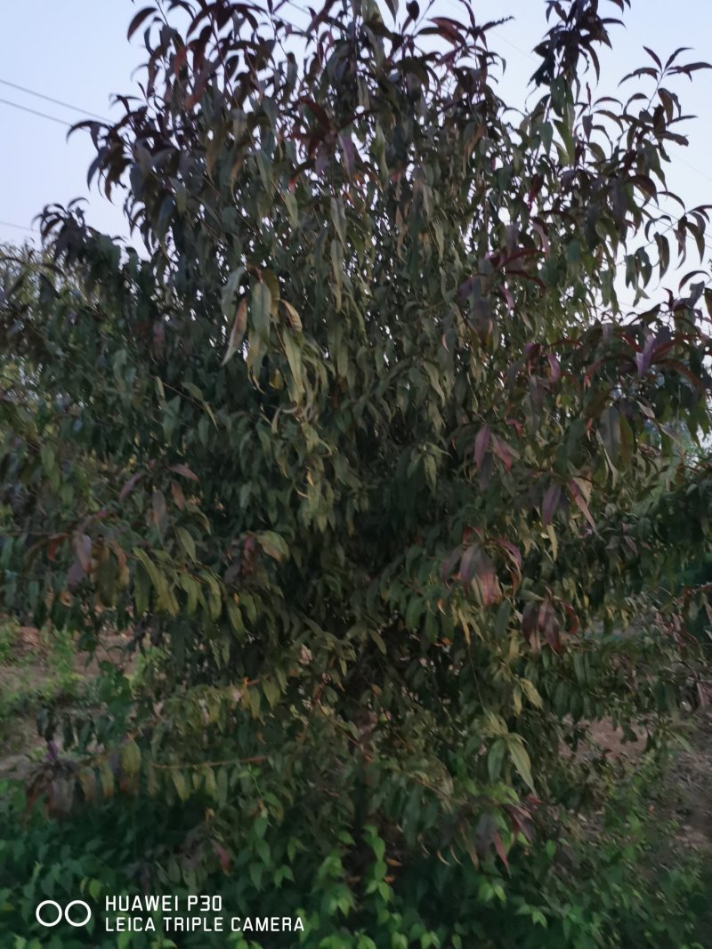 红叶碧桃