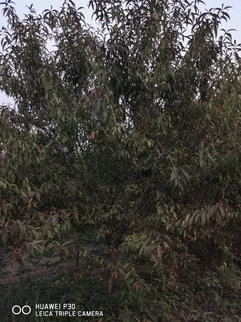 红叶碧桃