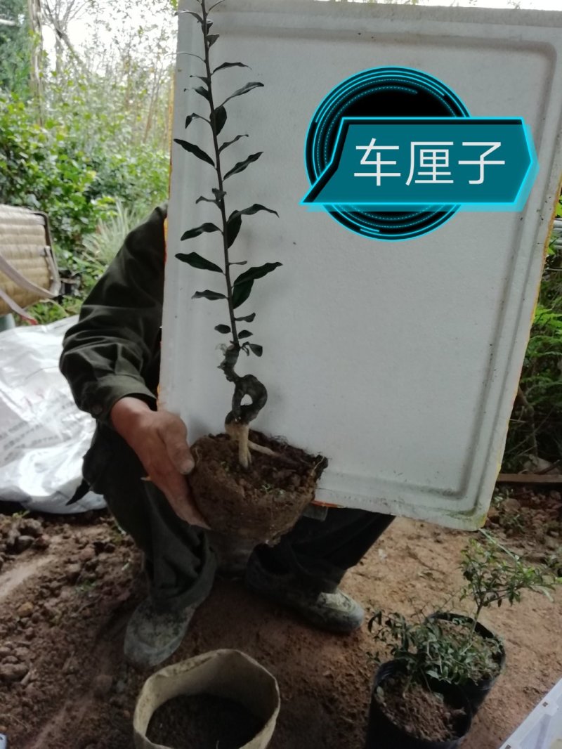 紫薇造型花瓶，花柱，植物亭子，福禄寿喜字