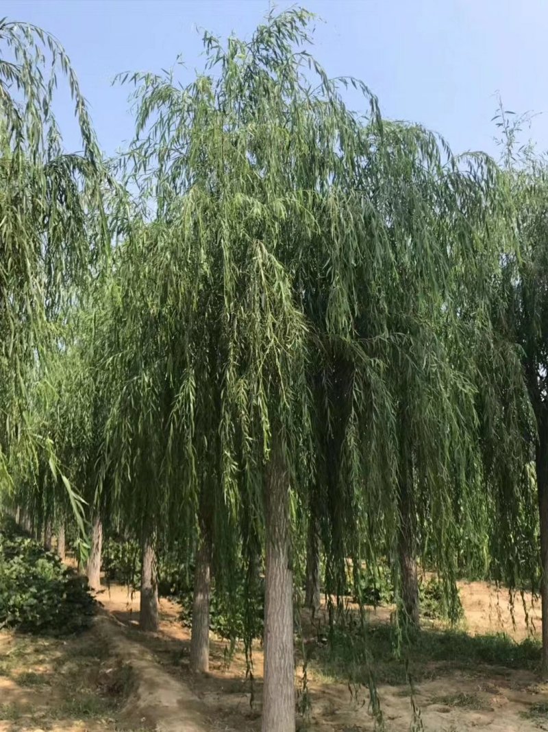 垂柳树，质量求生存，欢迎老板实地考察，量大价格更优惠。