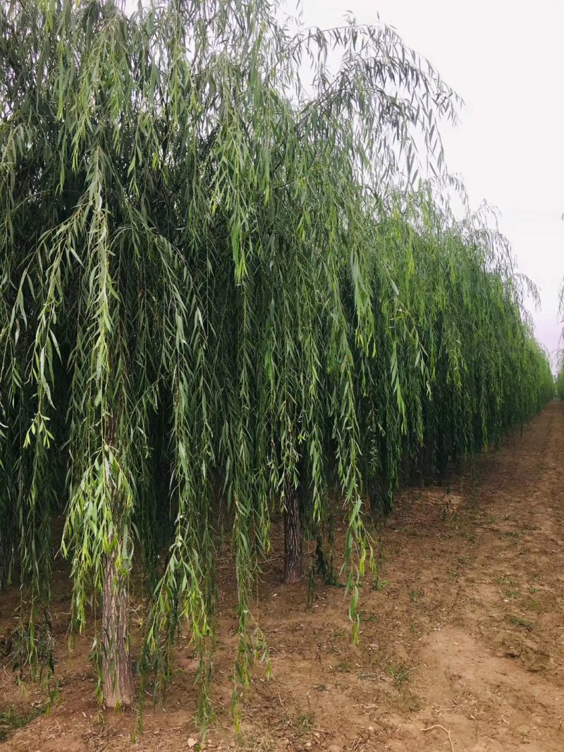 垂柳树，质量求生存，欢迎老板实地考察，量大价格更优惠。