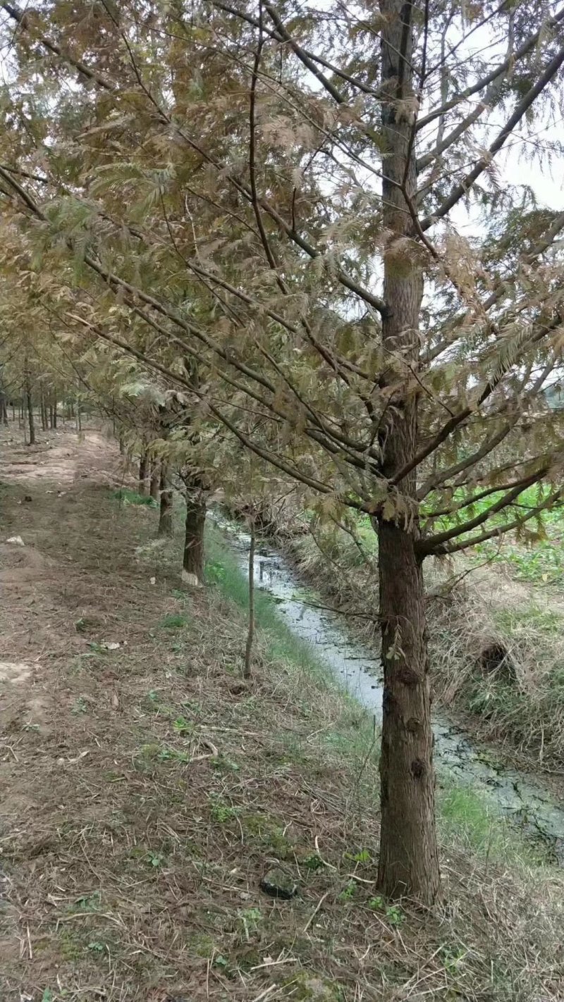 水杉16~18cm分枝点，质量保证，量大价格更优惠。