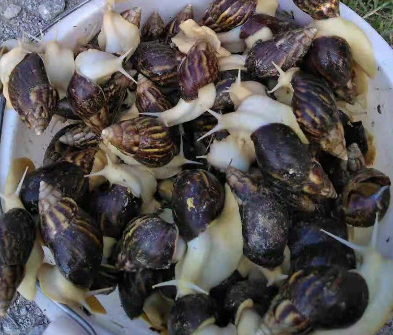 优质白玉蜗牛