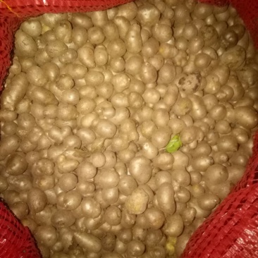 山药鲜货上市需要的联系