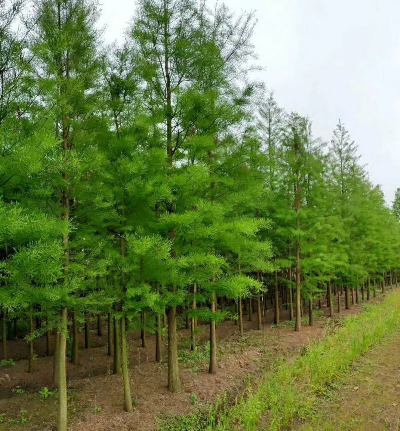 池杉，土质纯黑土，分枝点统一，幅冠茂盛，各种规格苗都有。