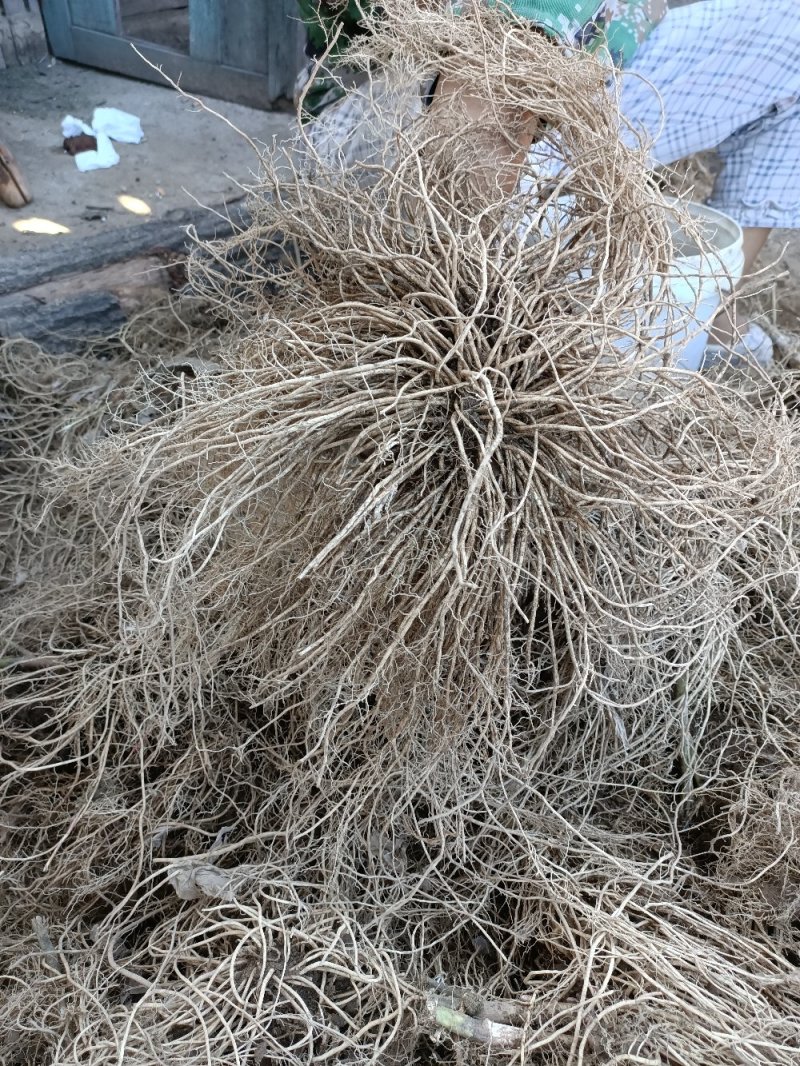 白薇烘干货