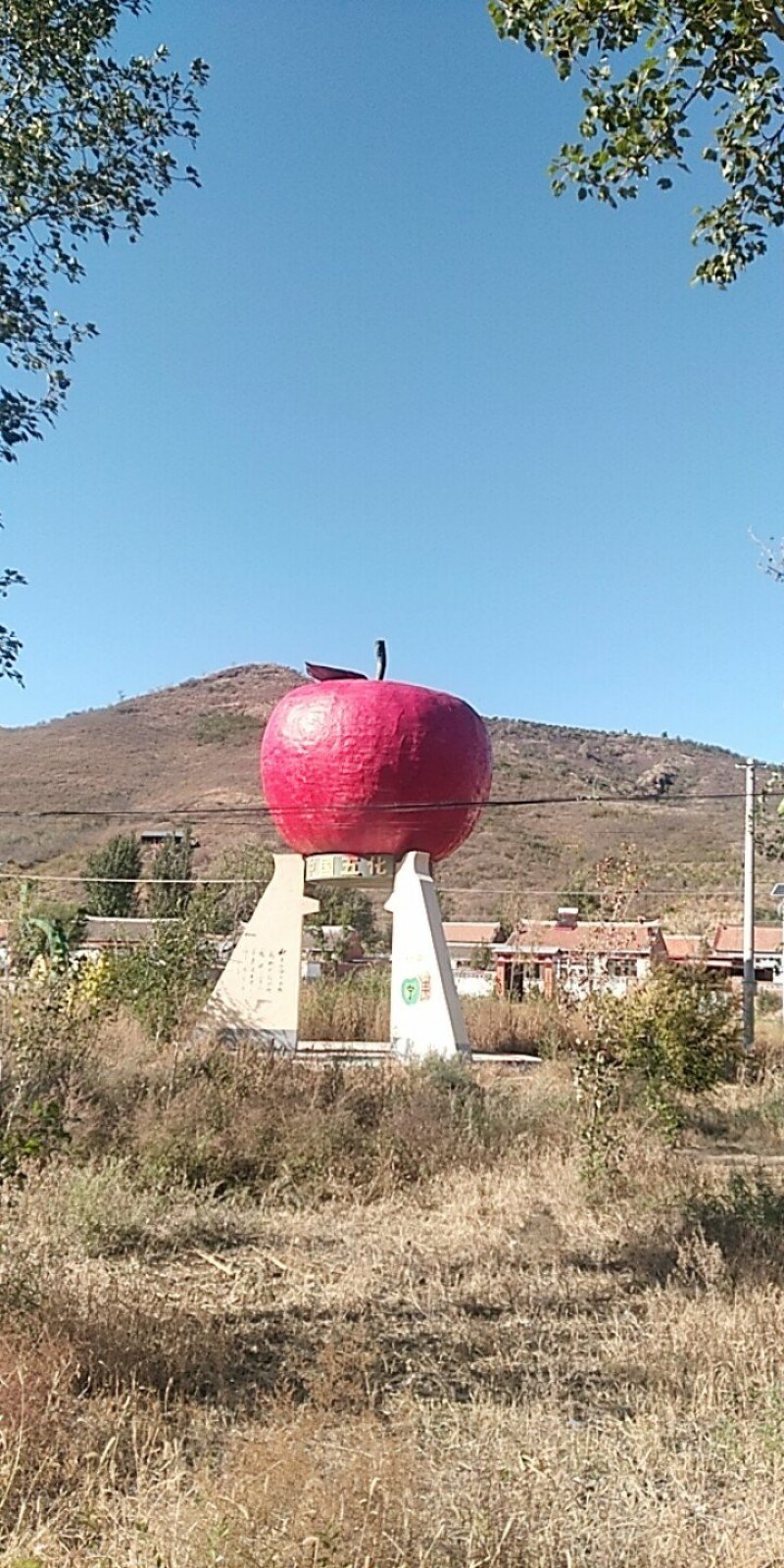 宁丰十号