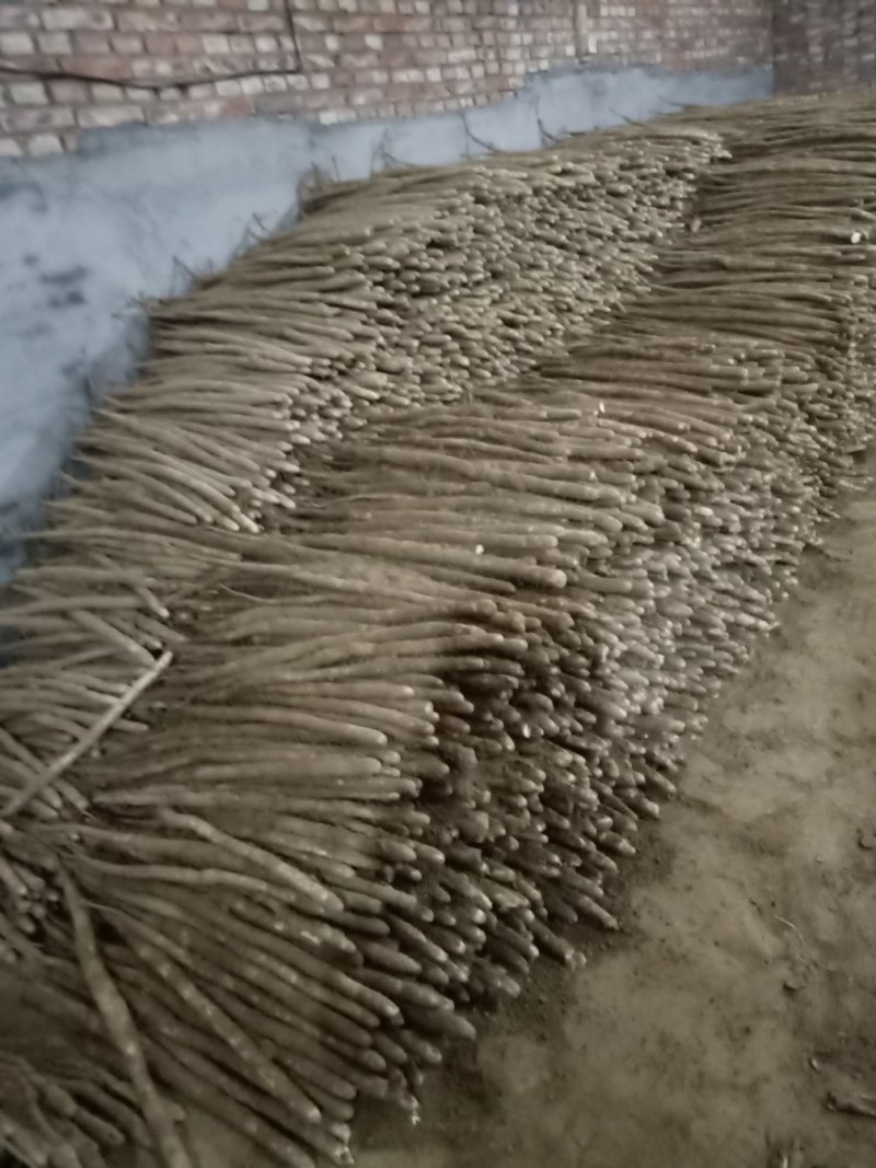 白万亩小白嘴山药