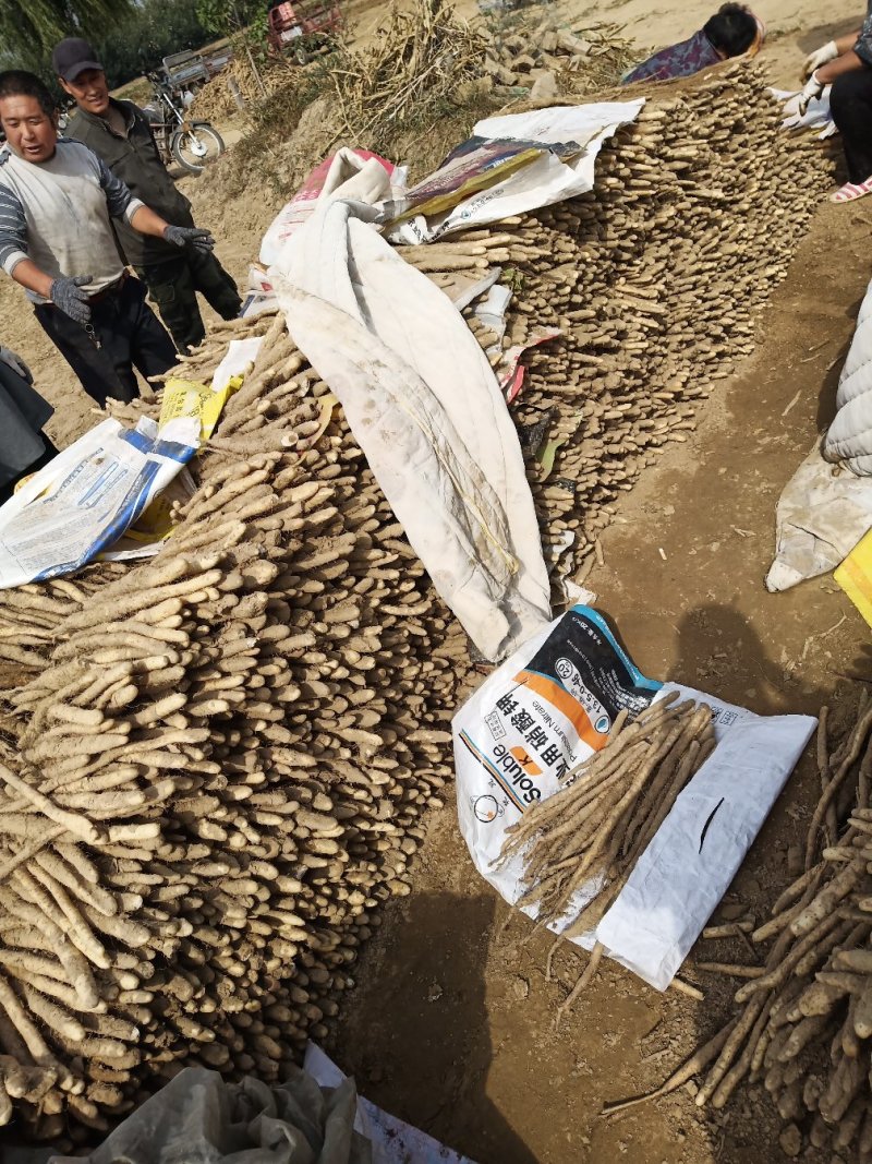 白万亩小白嘴山药