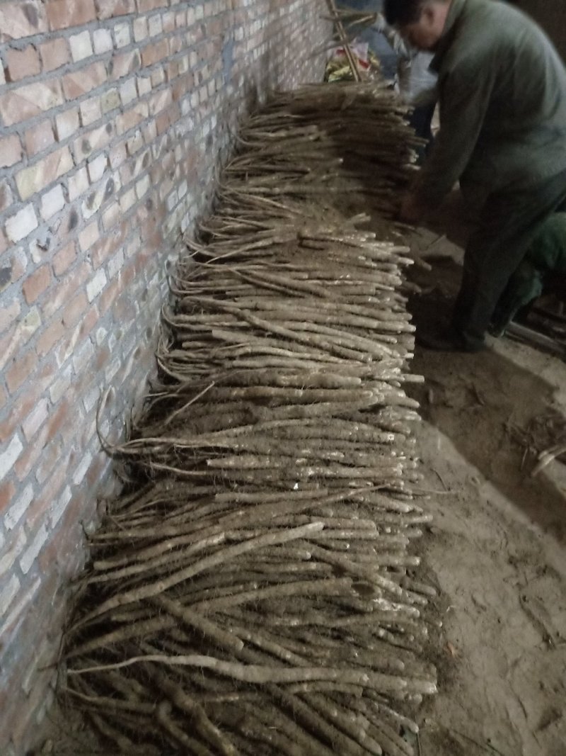 白万亩小白嘴山药