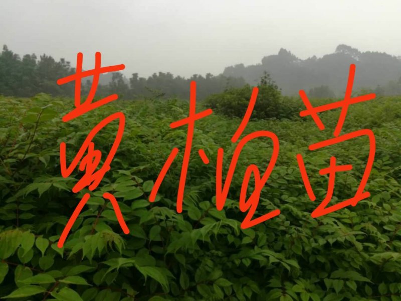 洪雅县洪顺苗木专业合作社