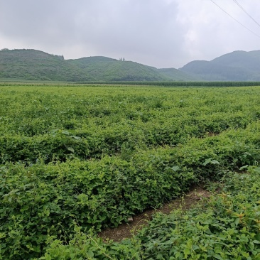 黑果花秋苗，，，，，，，，，，，，，，，，，，，