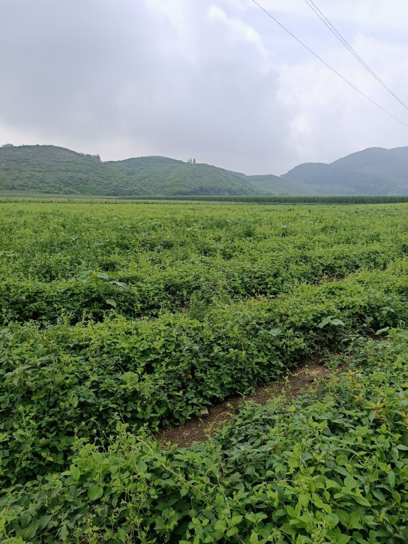 黑果花秋苗，，，，，，，，，，，，，，，，，，，