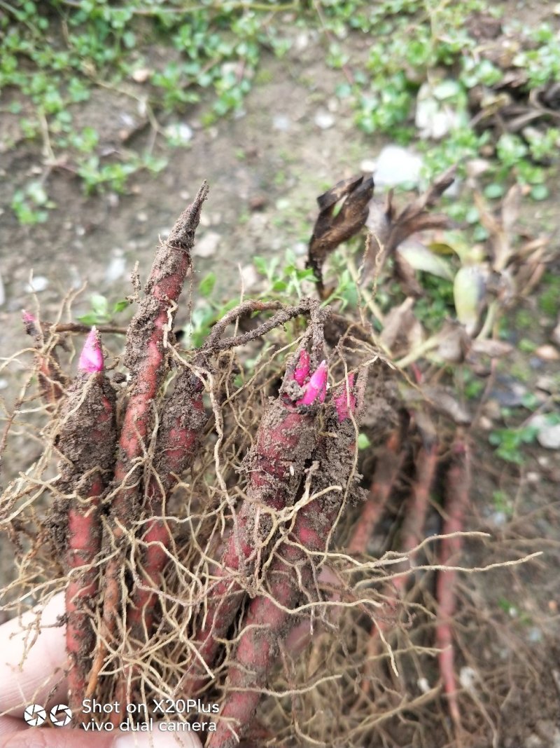 赤芍苗川赤芍苗正宗红皮